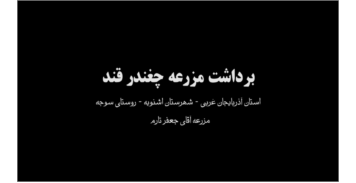 برداشت مزرعه طرح چغندرقند، استان آذربایجان غربی، شهرستان اشنویه